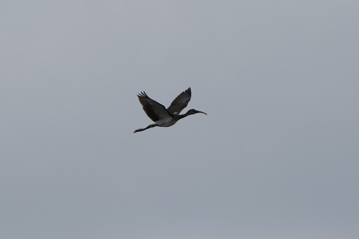 Glossy Ibis - ML620665995