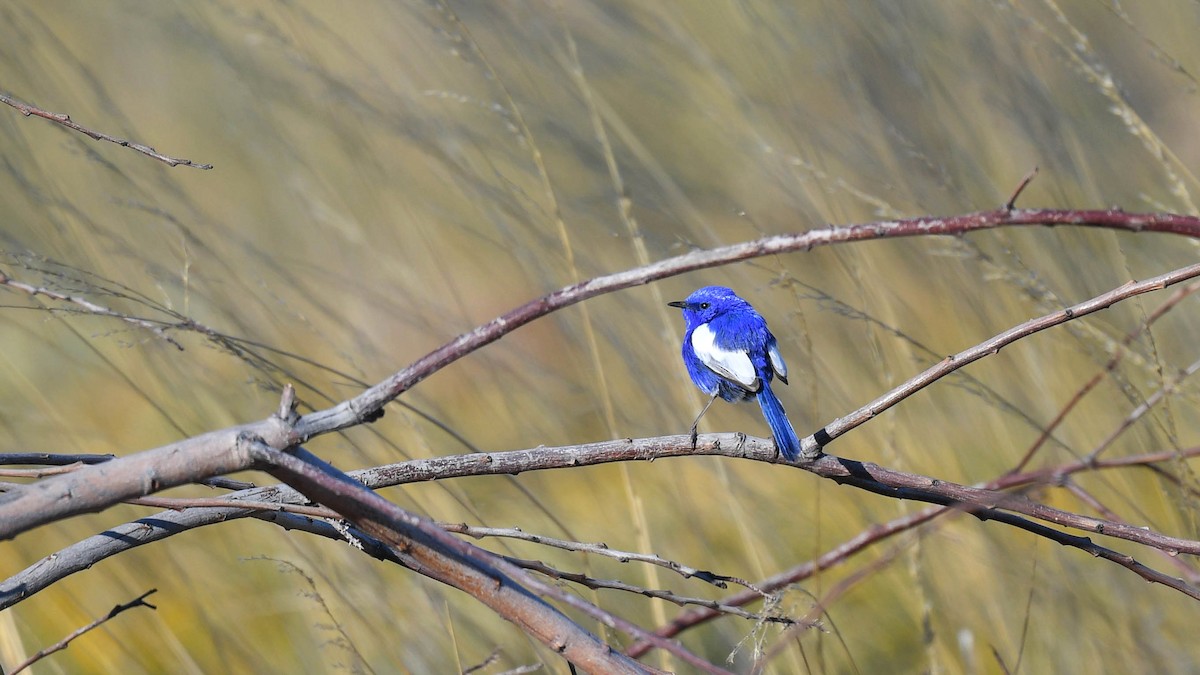 White-winged Fairywren (Blue-and-white) - ML620665997