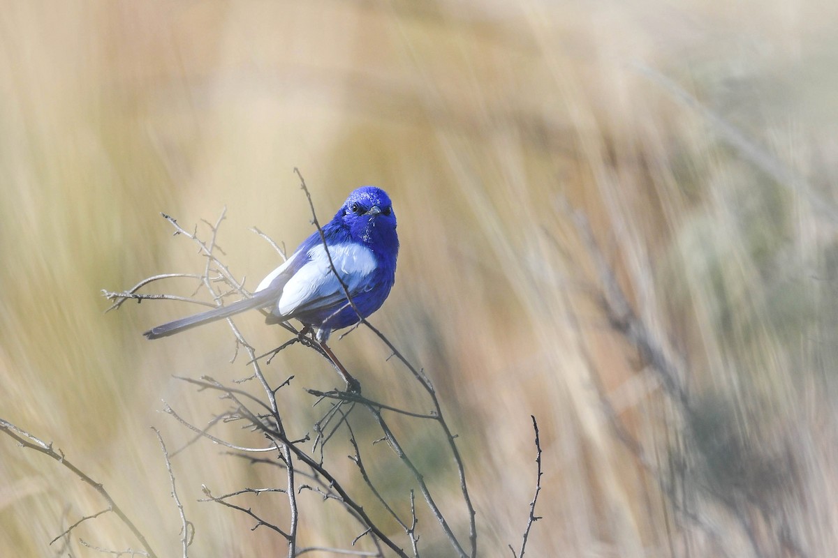 White-winged Fairywren (Blue-and-white) - ML620665998