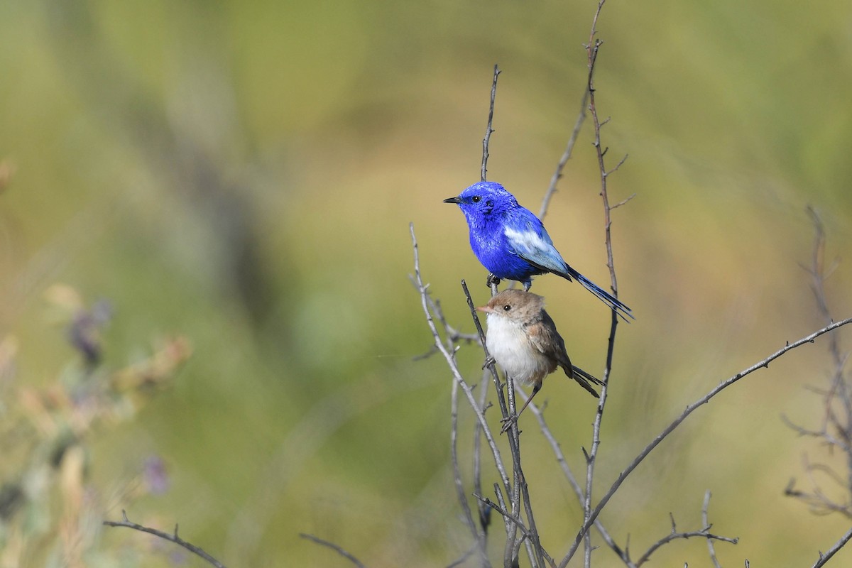 White-winged Fairywren (Blue-and-white) - ML620665999