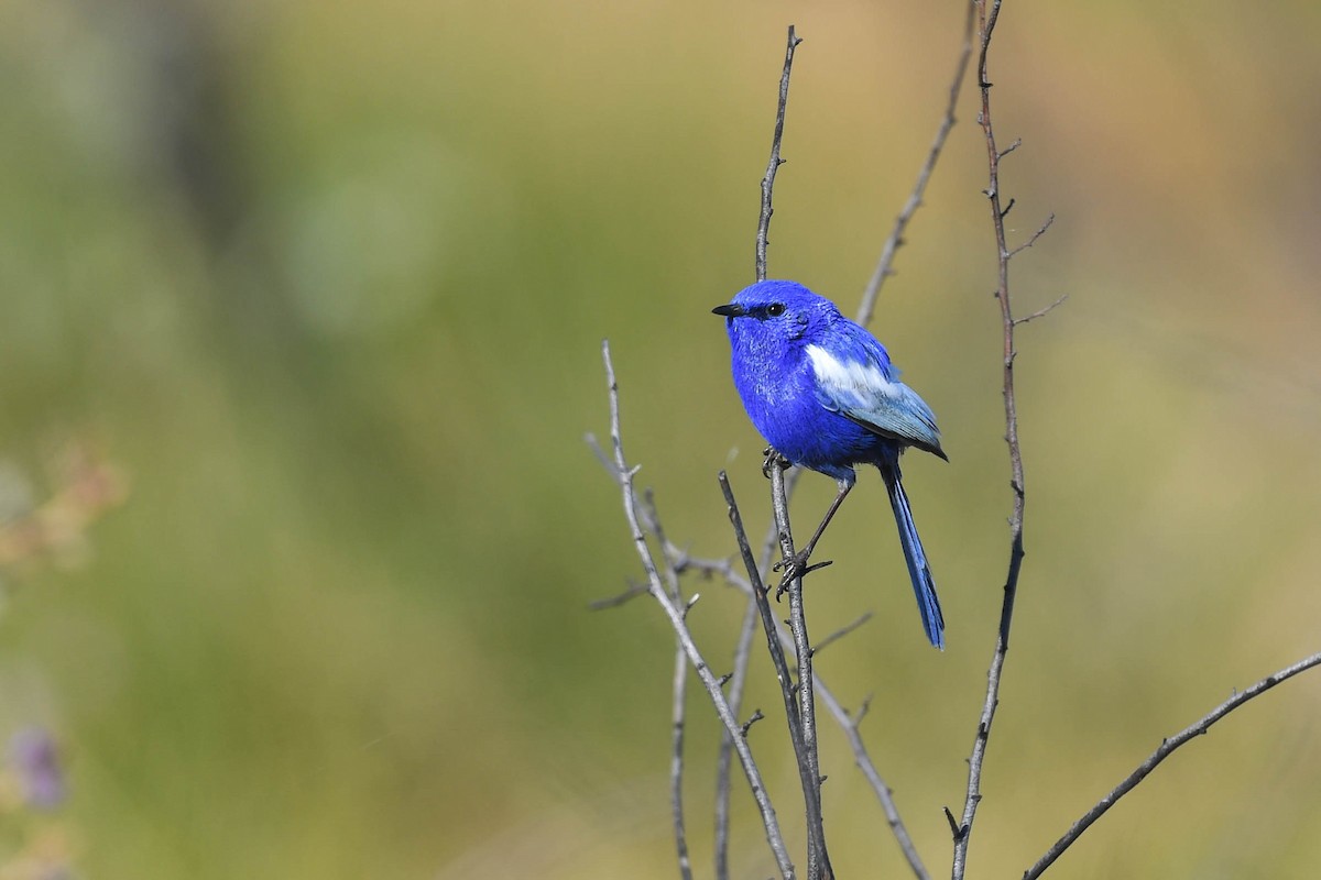 White-winged Fairywren (Blue-and-white) - ML620666000