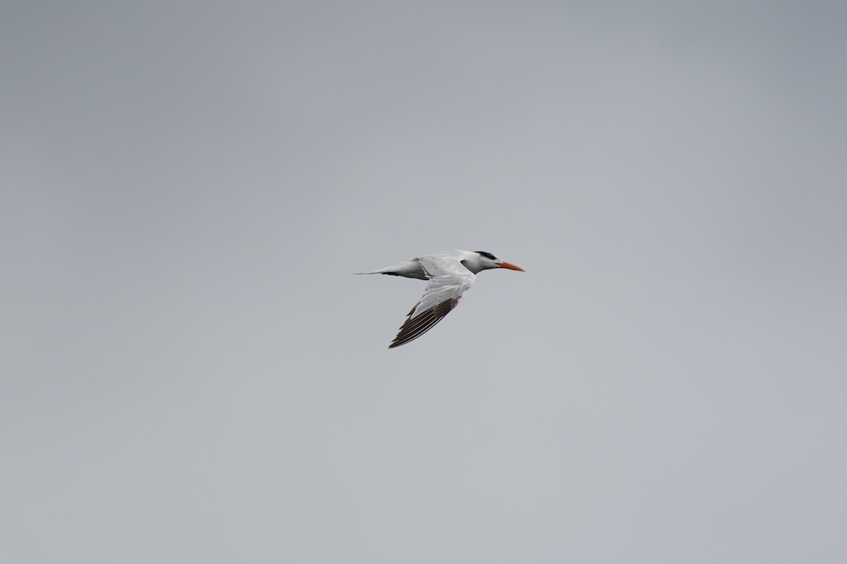 Royal Tern - ML620666001