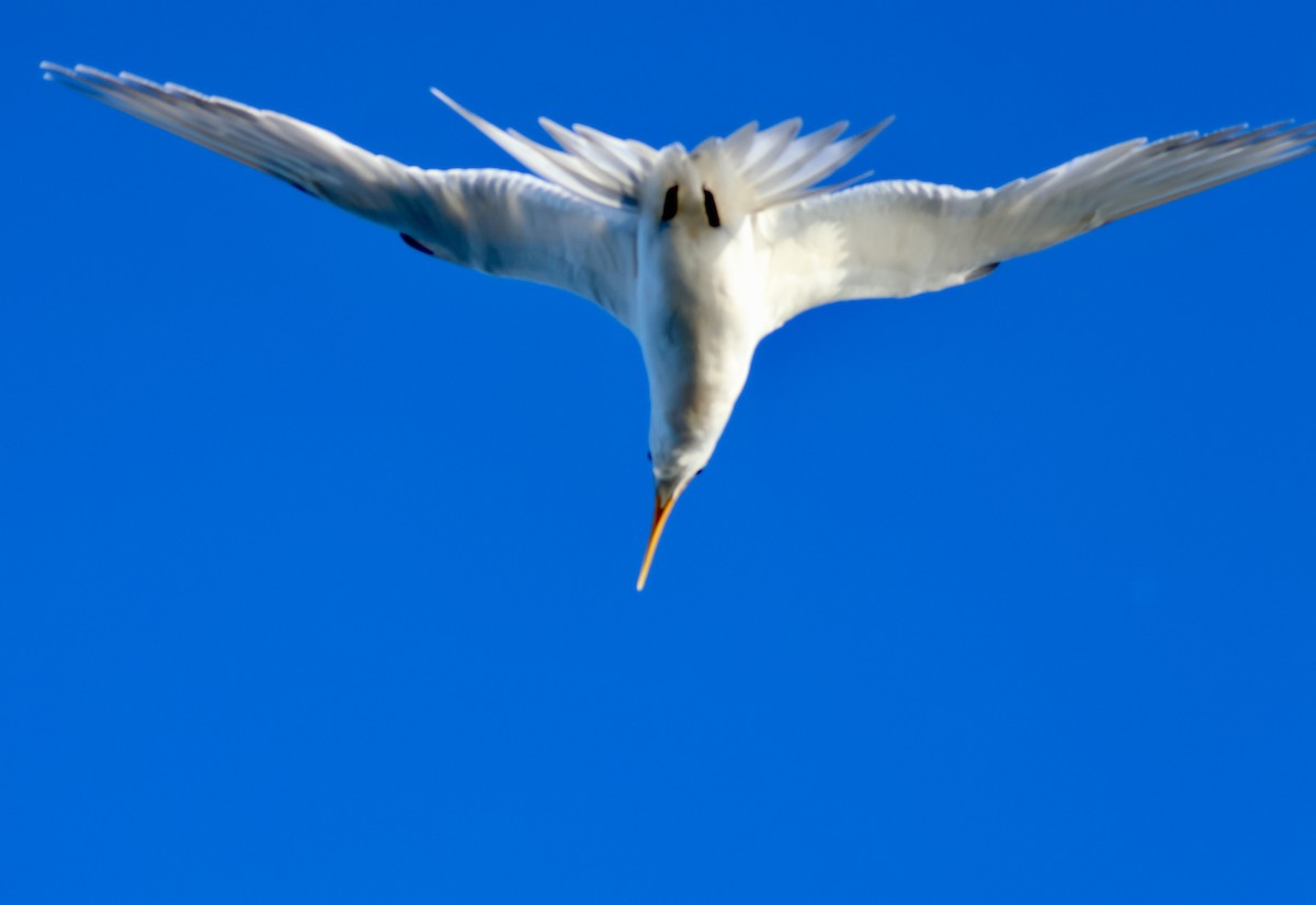 Great Crested Tern - ML620666002