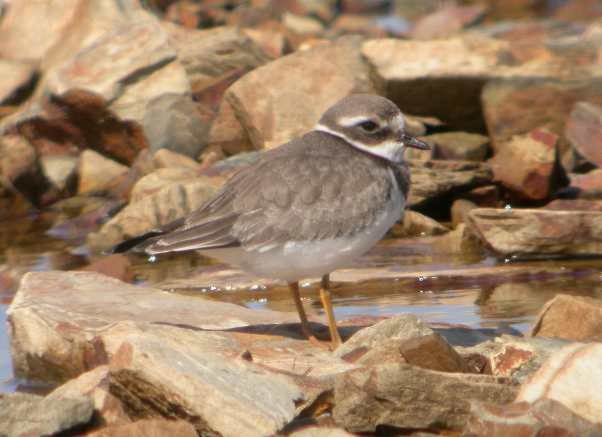 Sandregenpfeifer - ML620666003