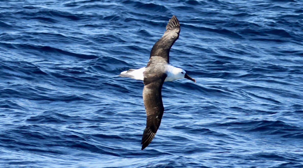 Indian Yellow-nosed Albatross - Kerr Brad