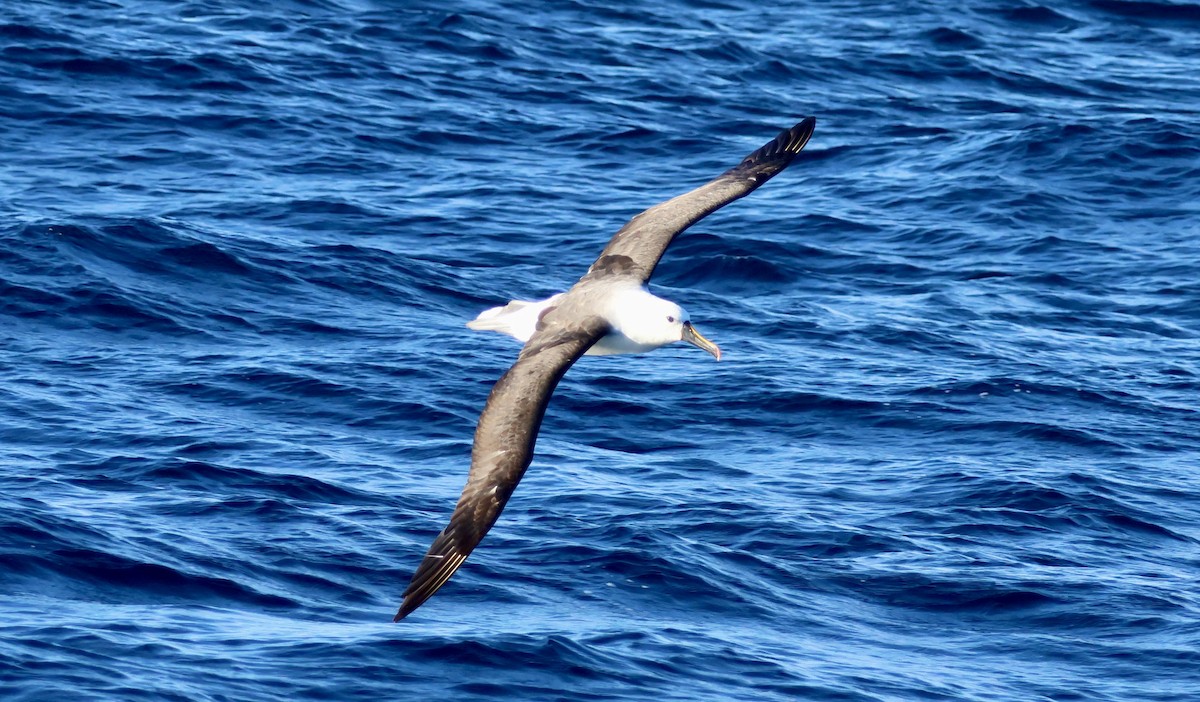 Indian Yellow-nosed Albatross - ML620666005