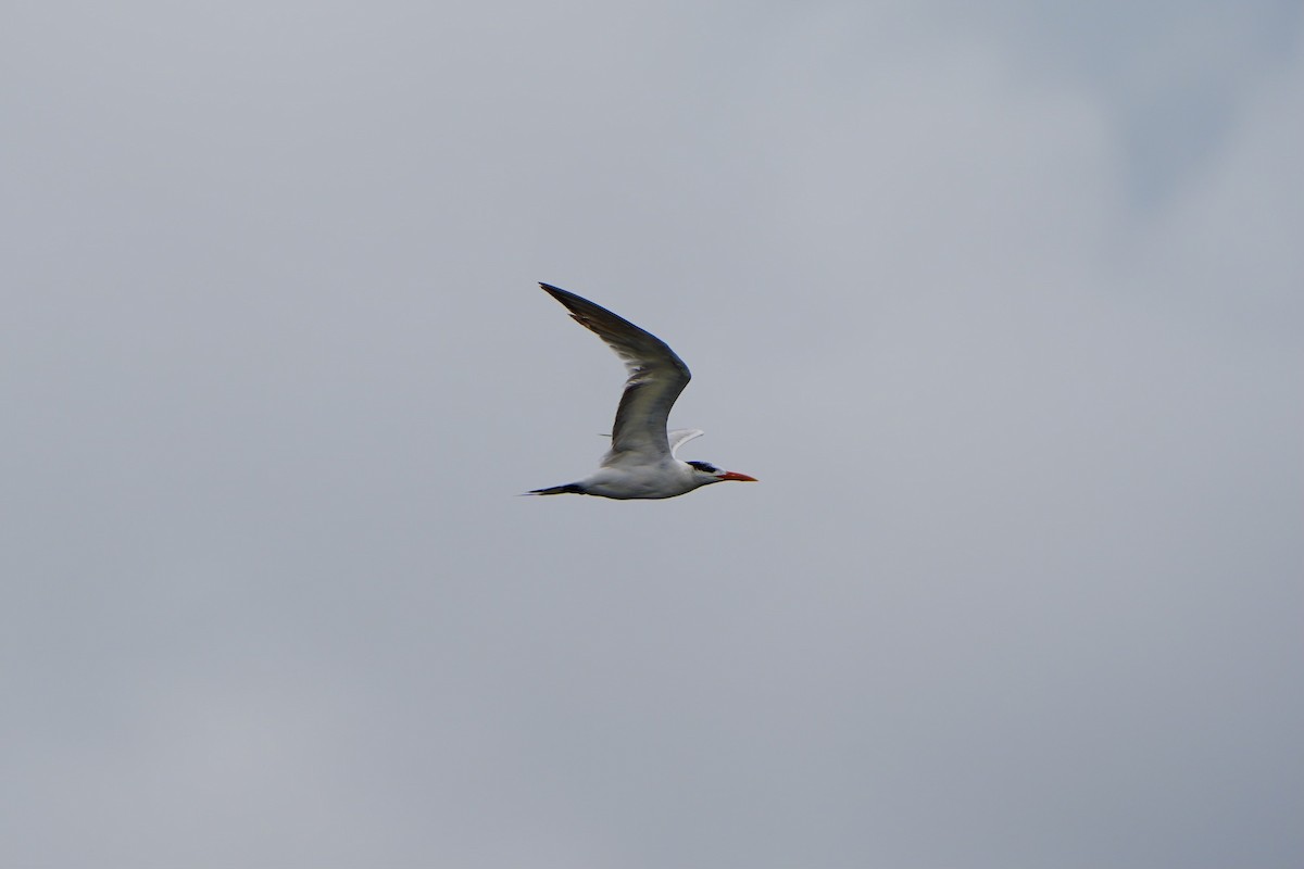 Royal Tern - ML620666006