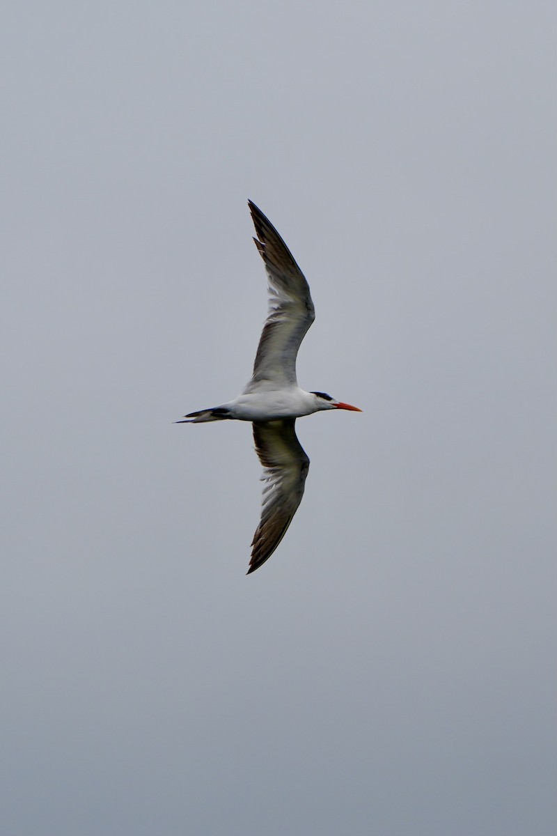 Royal Tern - ML620666007