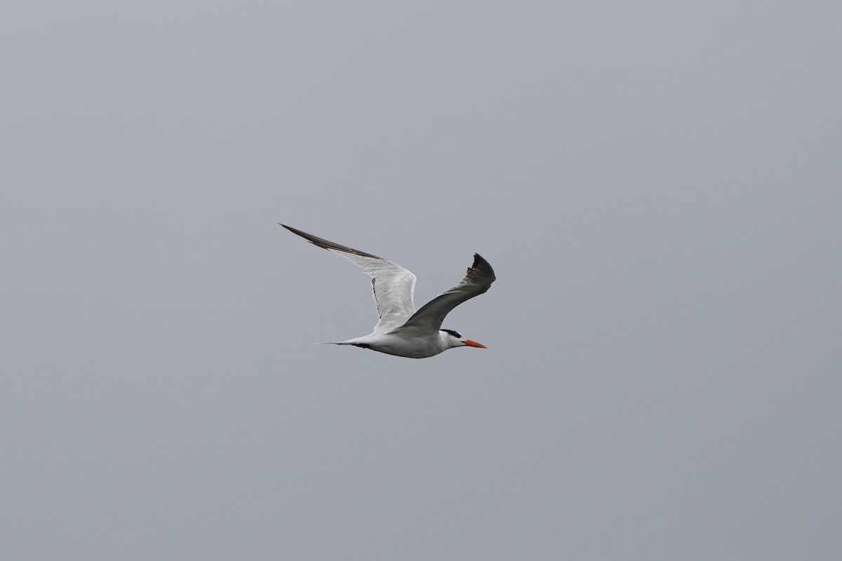 Royal Tern - ML620666008