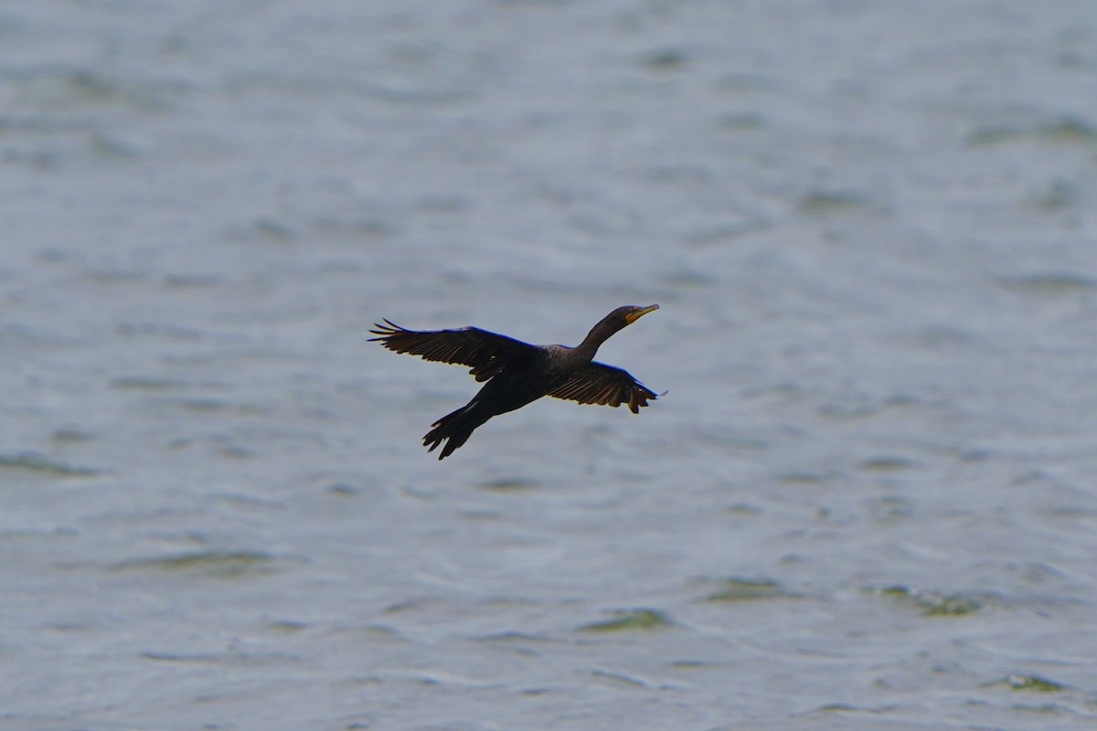 Cormorán Orejudo - ML620666010