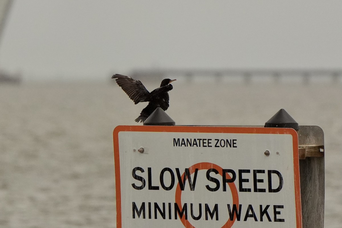 Double-crested Cormorant - ML620666011