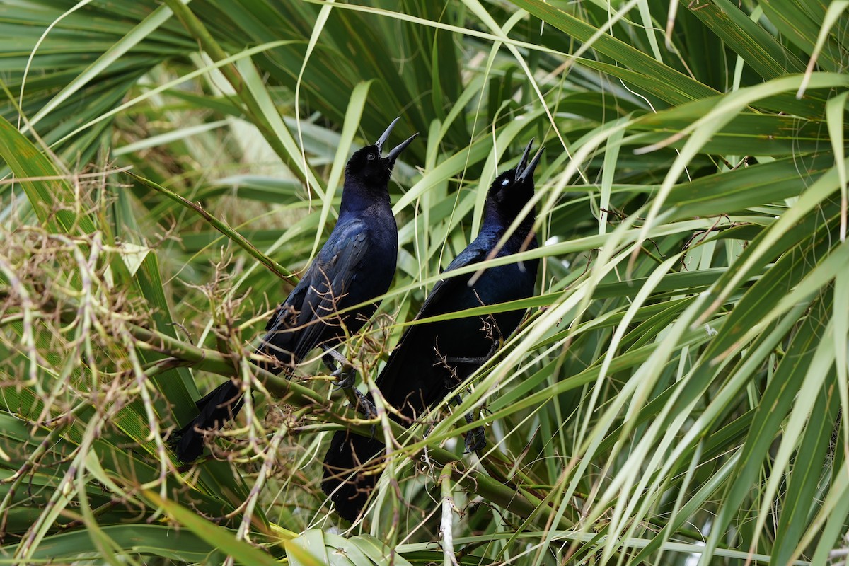 Boat-tailed Grackle - ML620666018