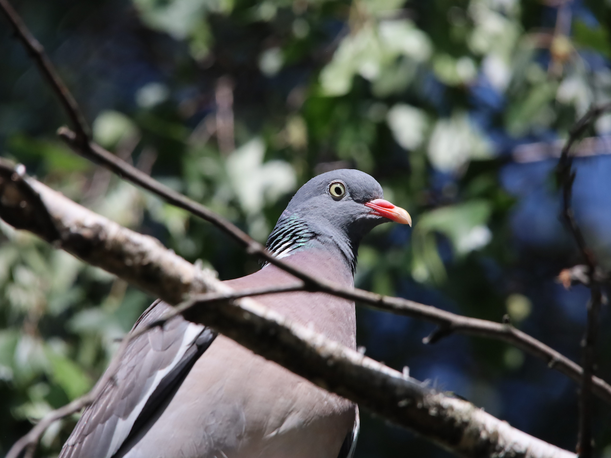 Common Wood-Pigeon - ML620666019