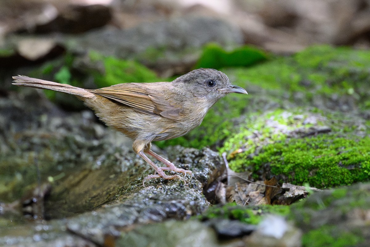 Brown-cheeked Fulvetta - ML620666020