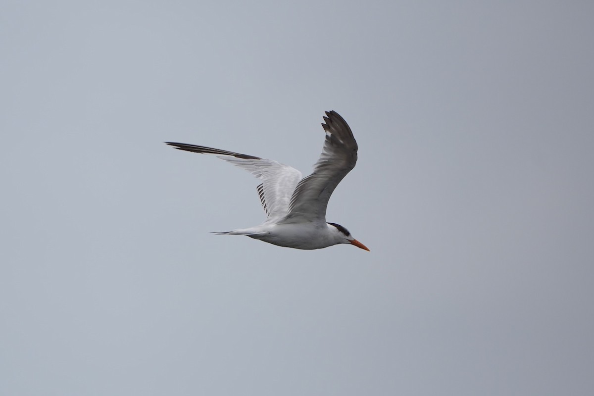 Royal Tern - ML620666021