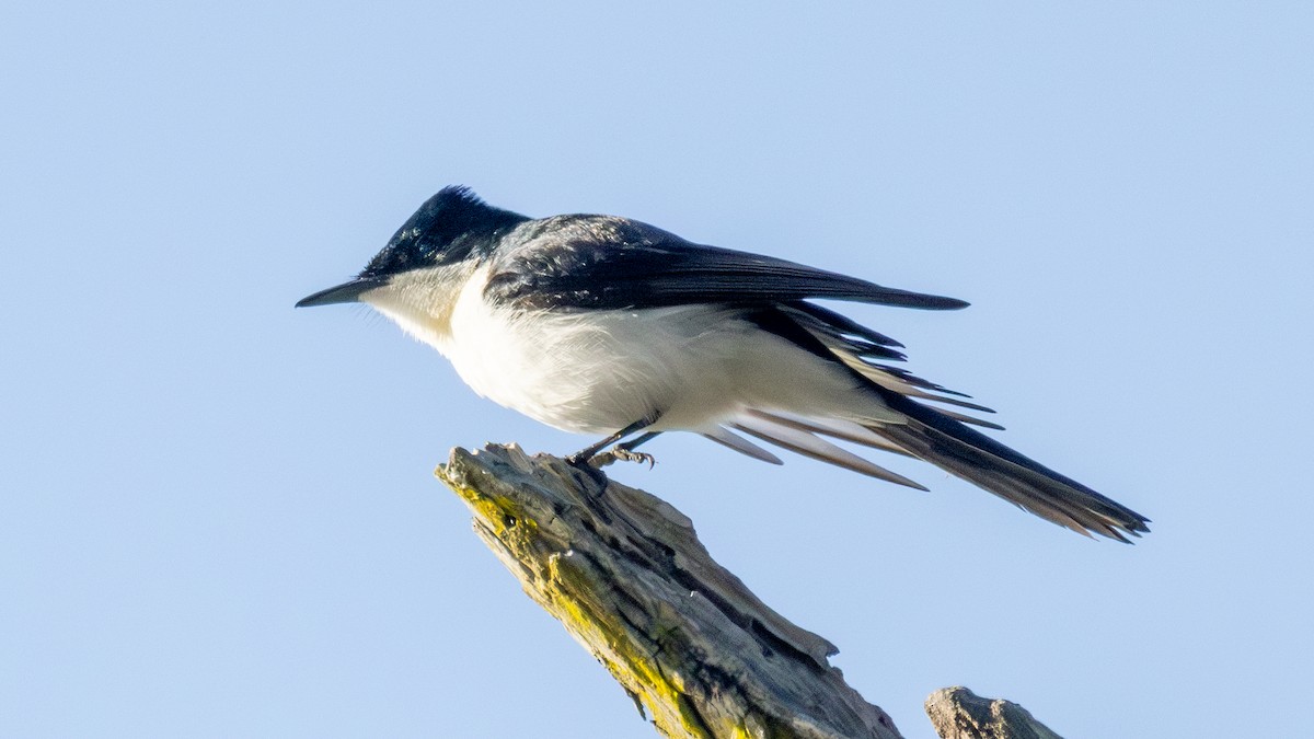 Restless Flycatcher - ML620666037