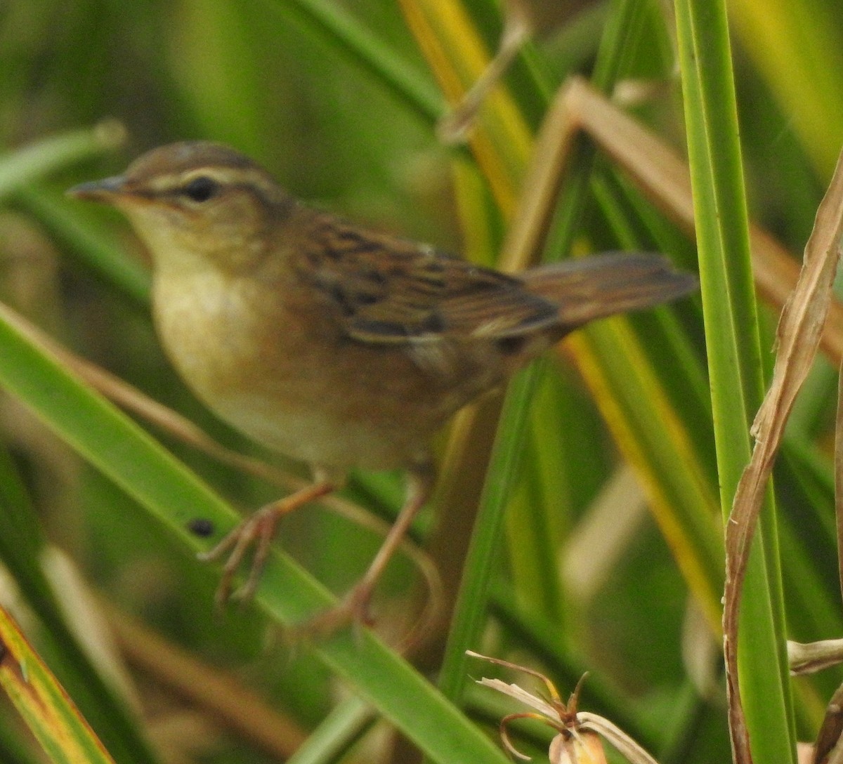 Pallas's Grasshopper Warbler - ML620666039