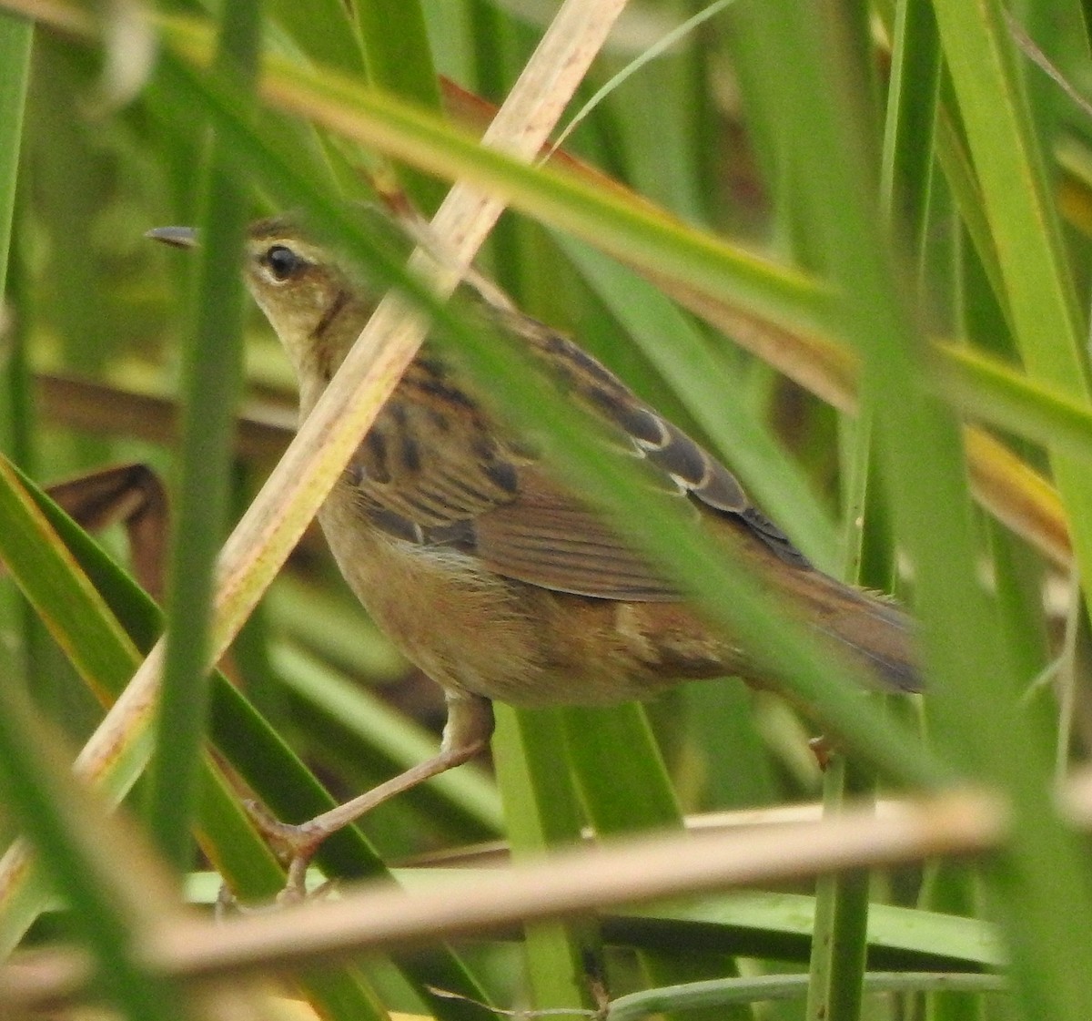 Pallas's Grasshopper Warbler - ML620666040