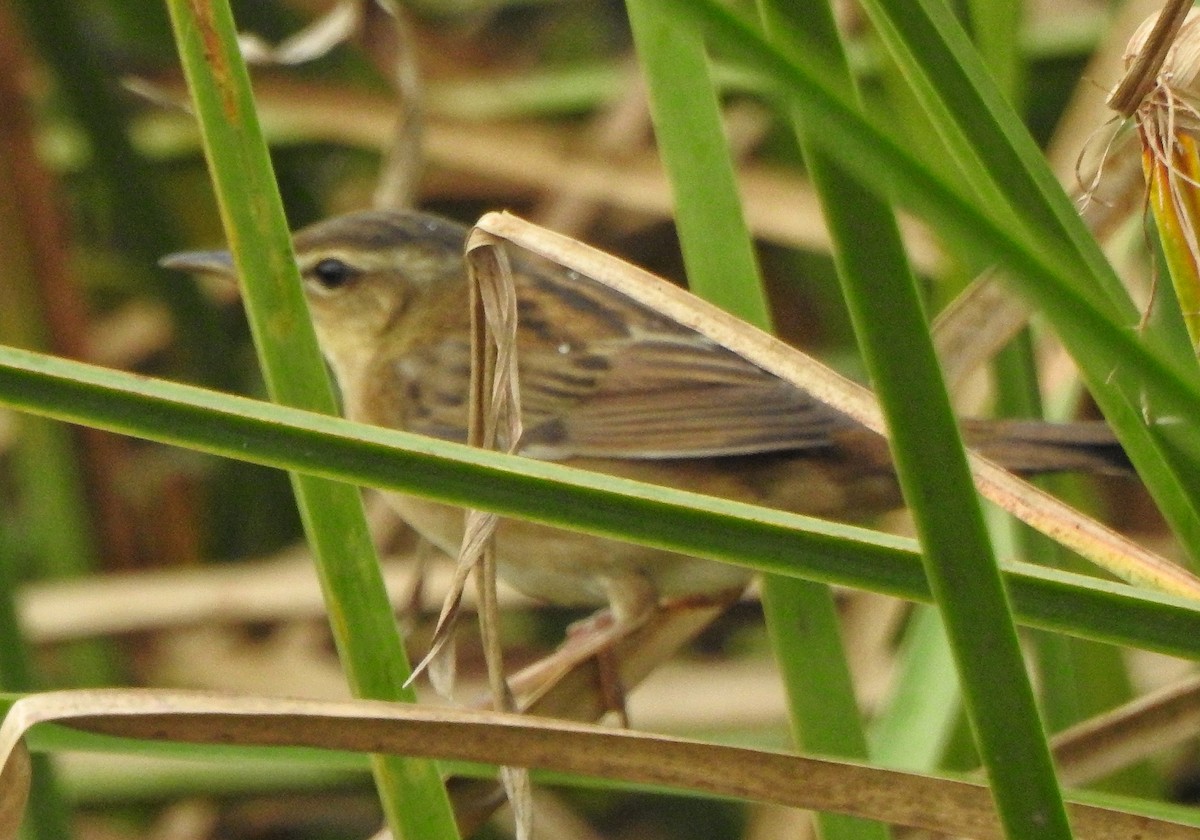 Pallas's Grasshopper Warbler - ML620666041