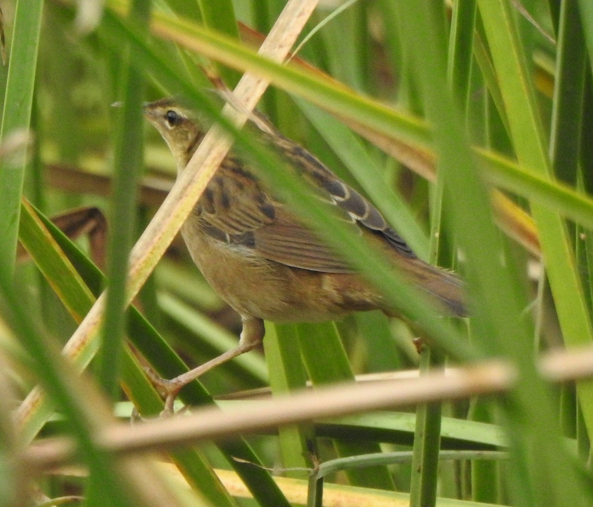 Pallas's Grasshopper Warbler - ML620666045