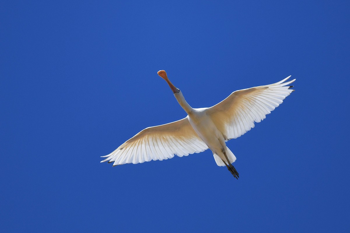 Yellow-billed Spoonbill - ML620666048