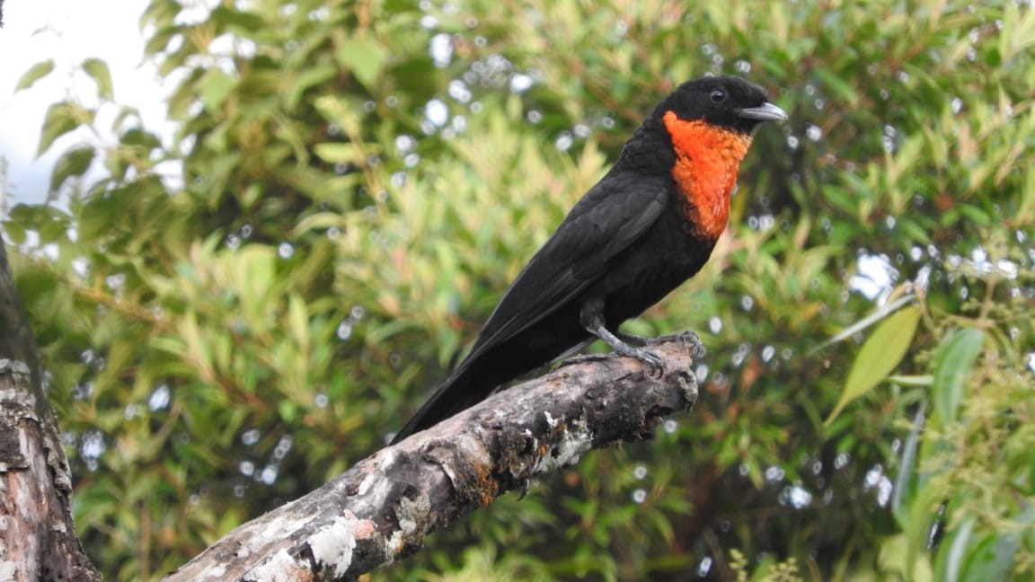 Red-ruffed Fruitcrow - Paulo Rubim