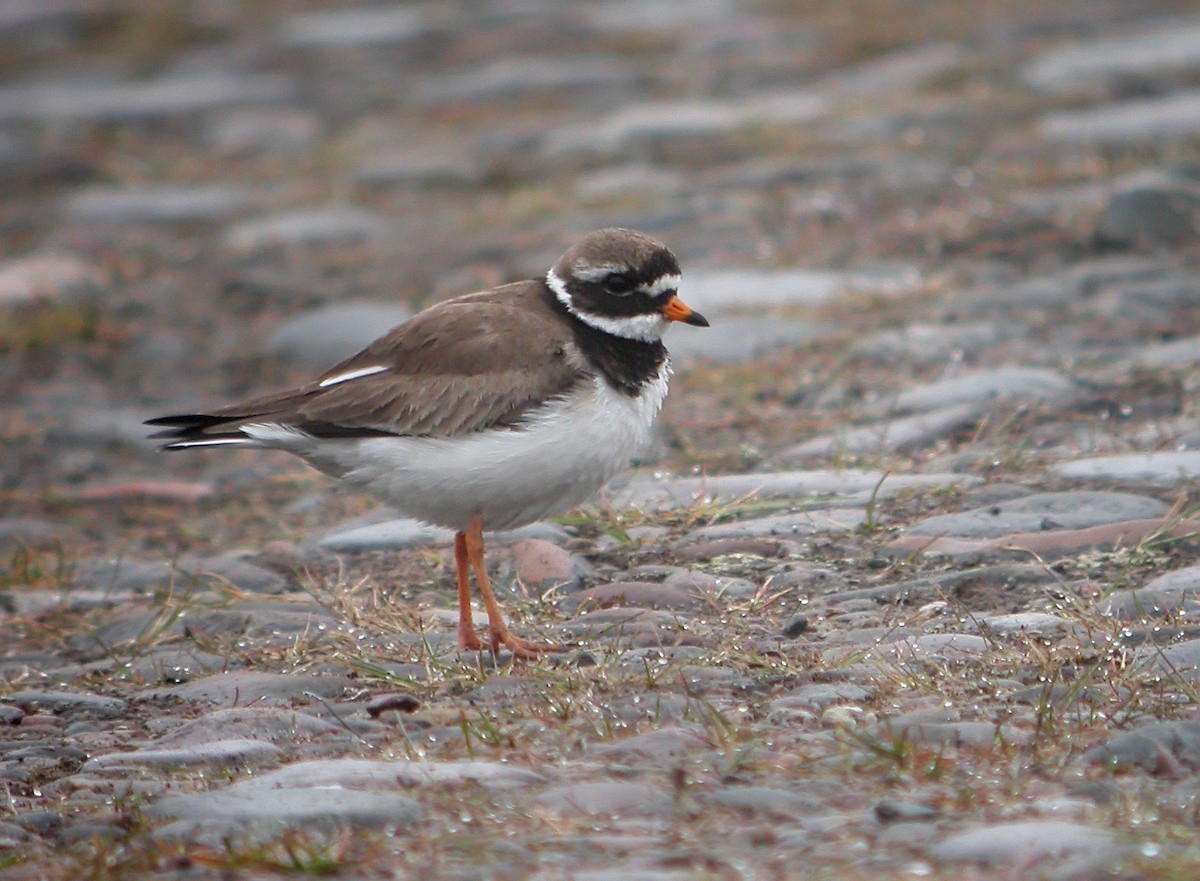 Common Ringed Plover - ML620666050