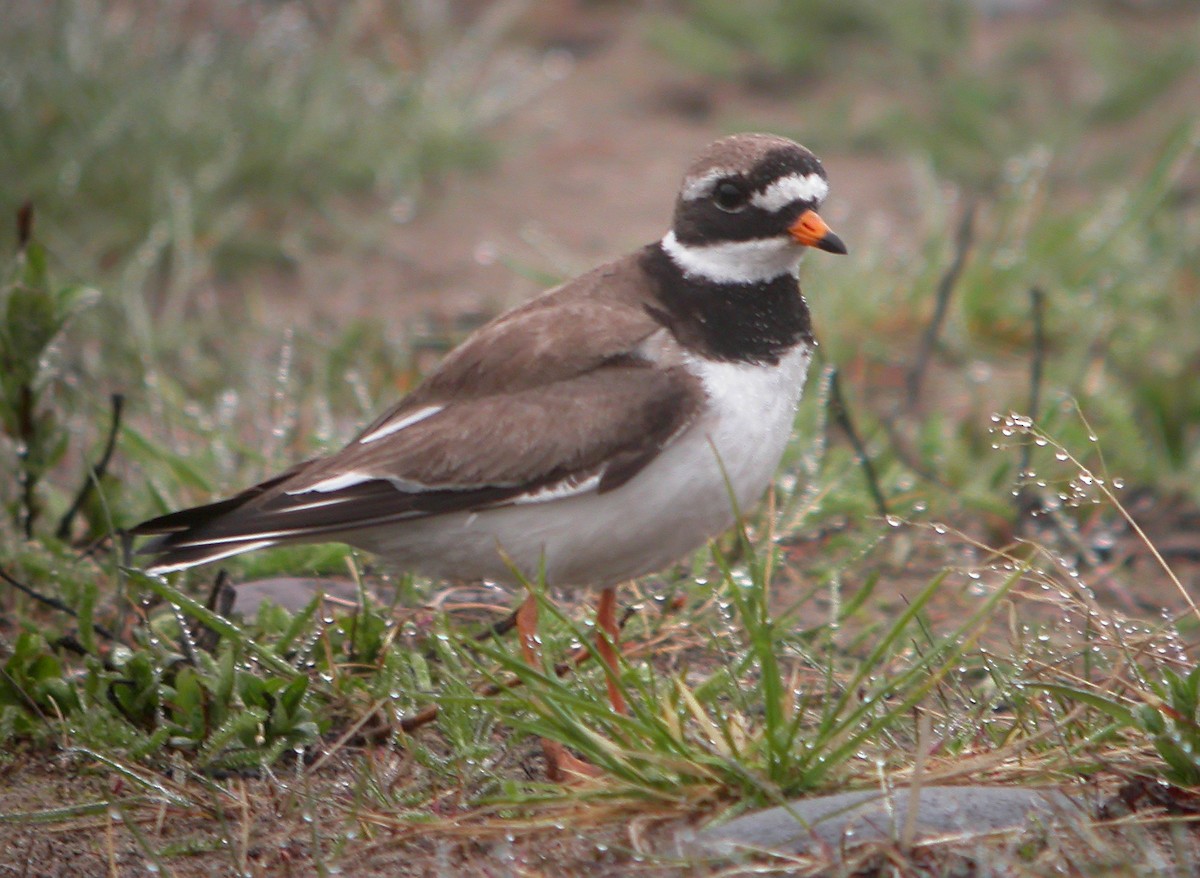 Common Ringed Plover - ML620666051