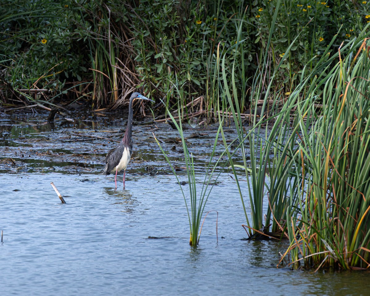 Tricolored Heron - ML620666052