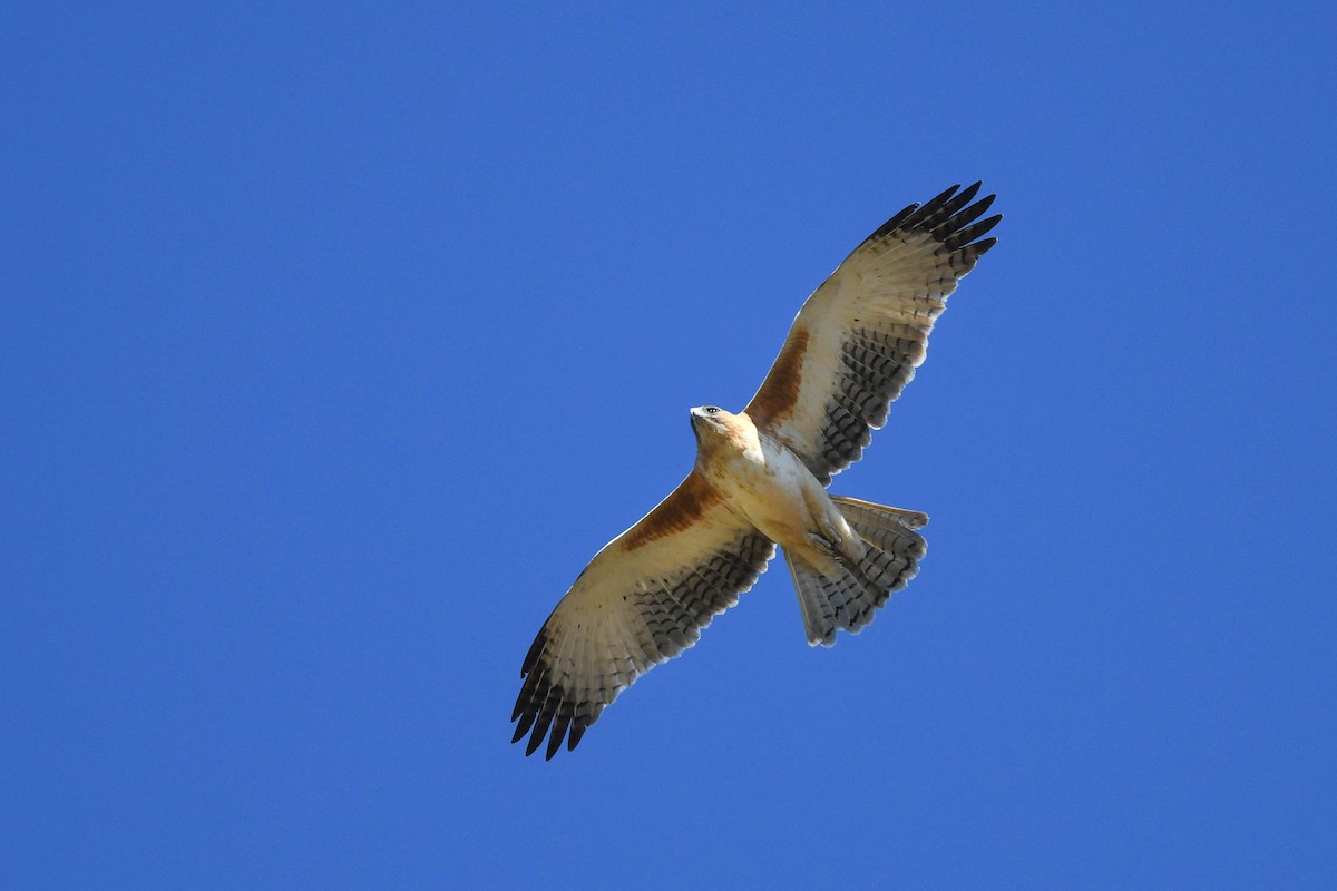 Águila Chica - ML620666053