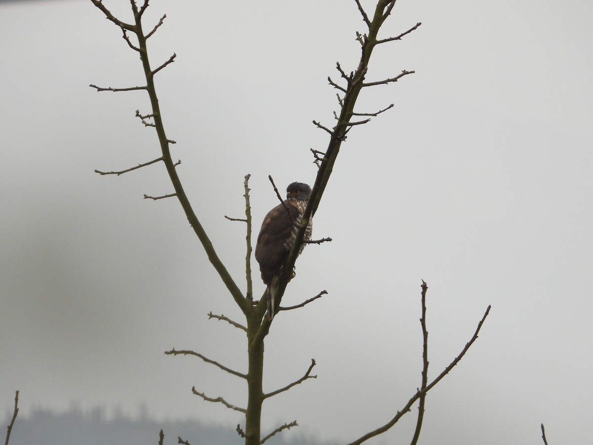 Crested Goshawk - ML620666054