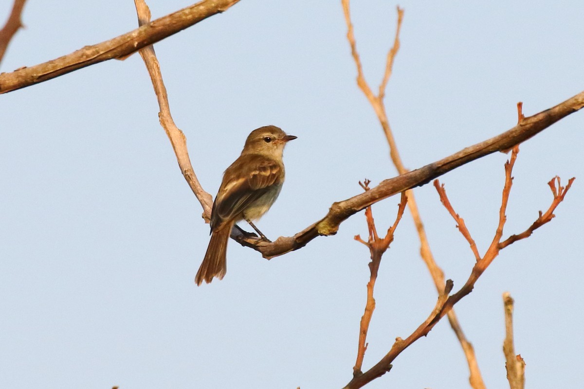 Northern Mouse-colored Tyrannulet - ML620666065