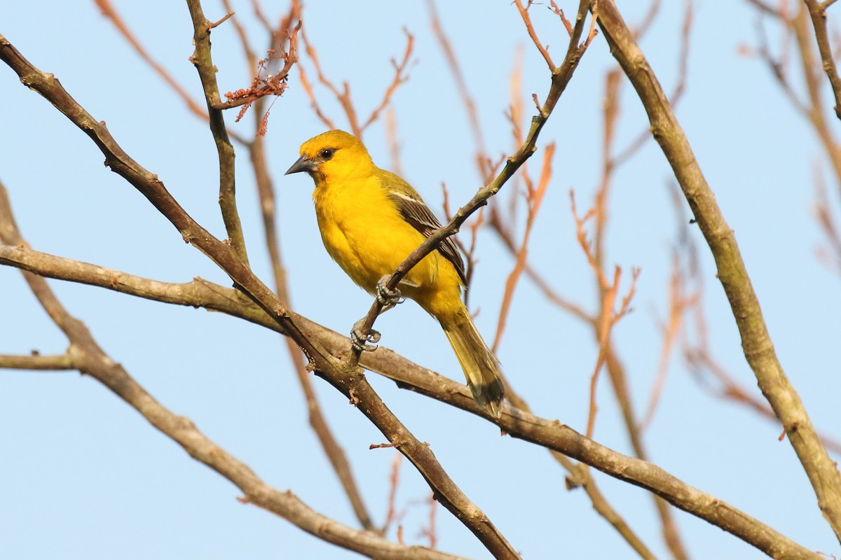 Yellow Oriole - ML620666067