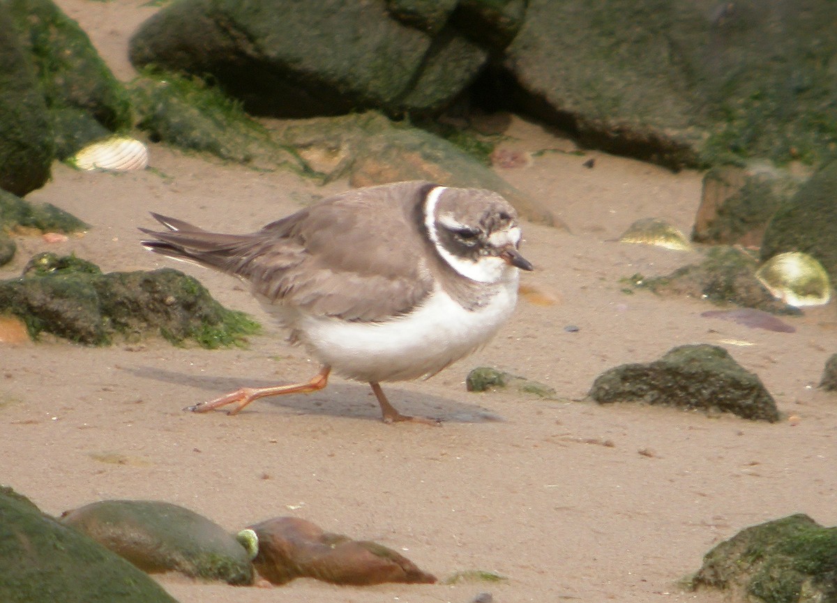 Common Ringed Plover - ML620666068