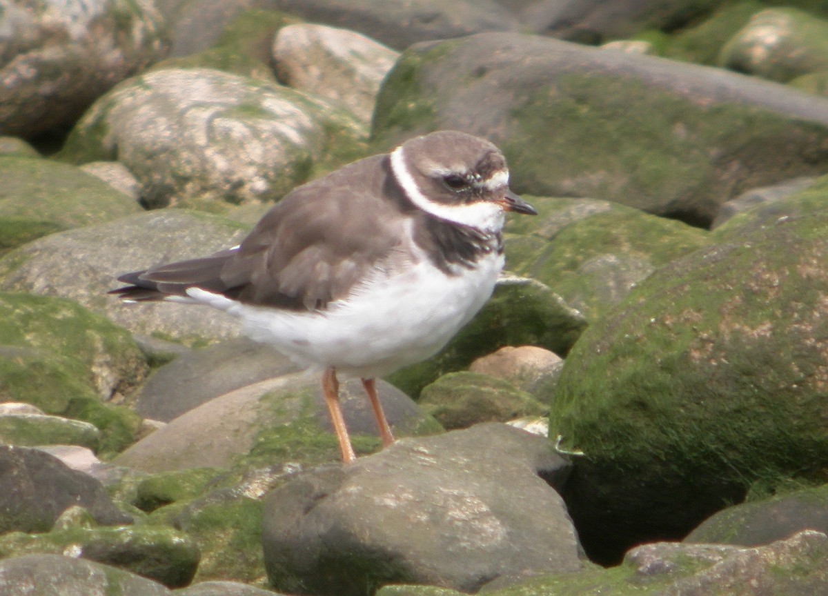 Common Ringed Plover - ML620666069