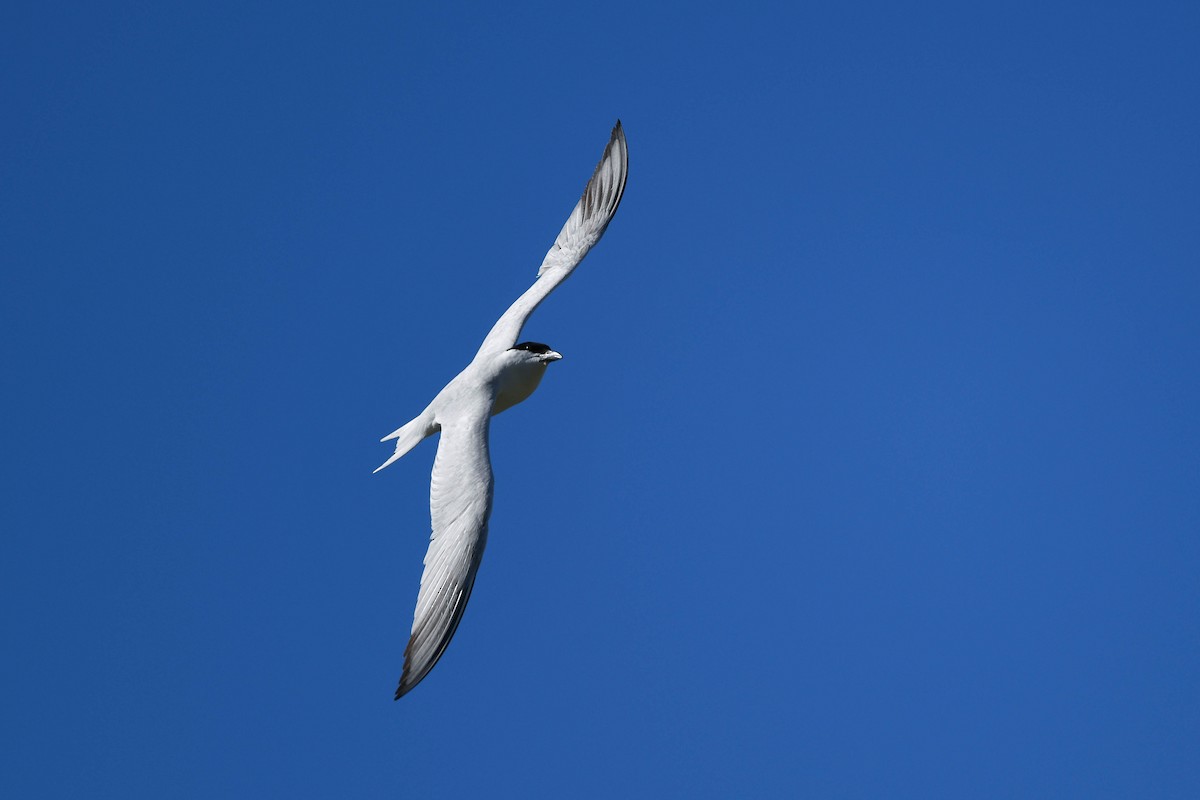 Australian Tern - ML620666073