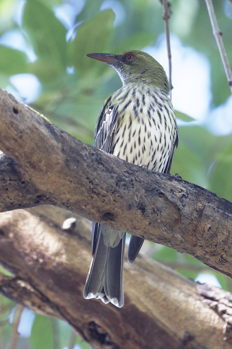 Olive-backed Oriole - ML620666074