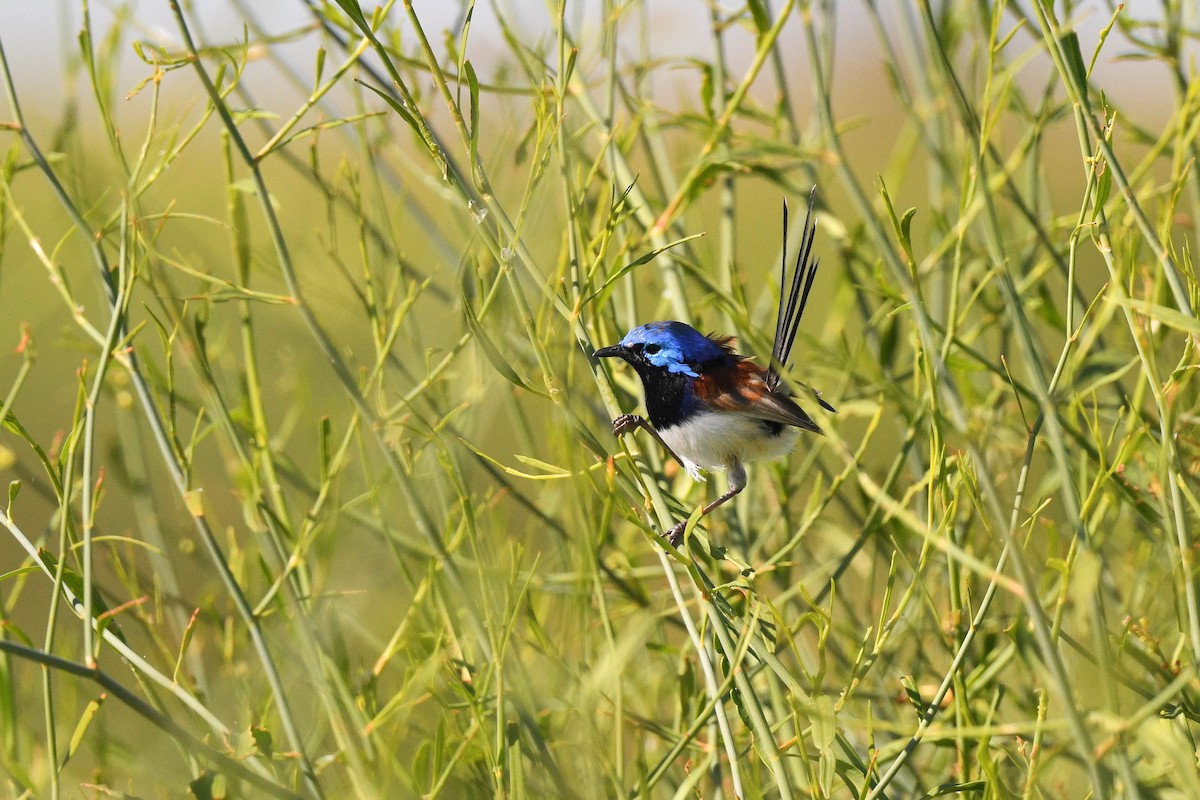 Purple-backed Fairywren (Purple-backed) - Harn Sheng Khor