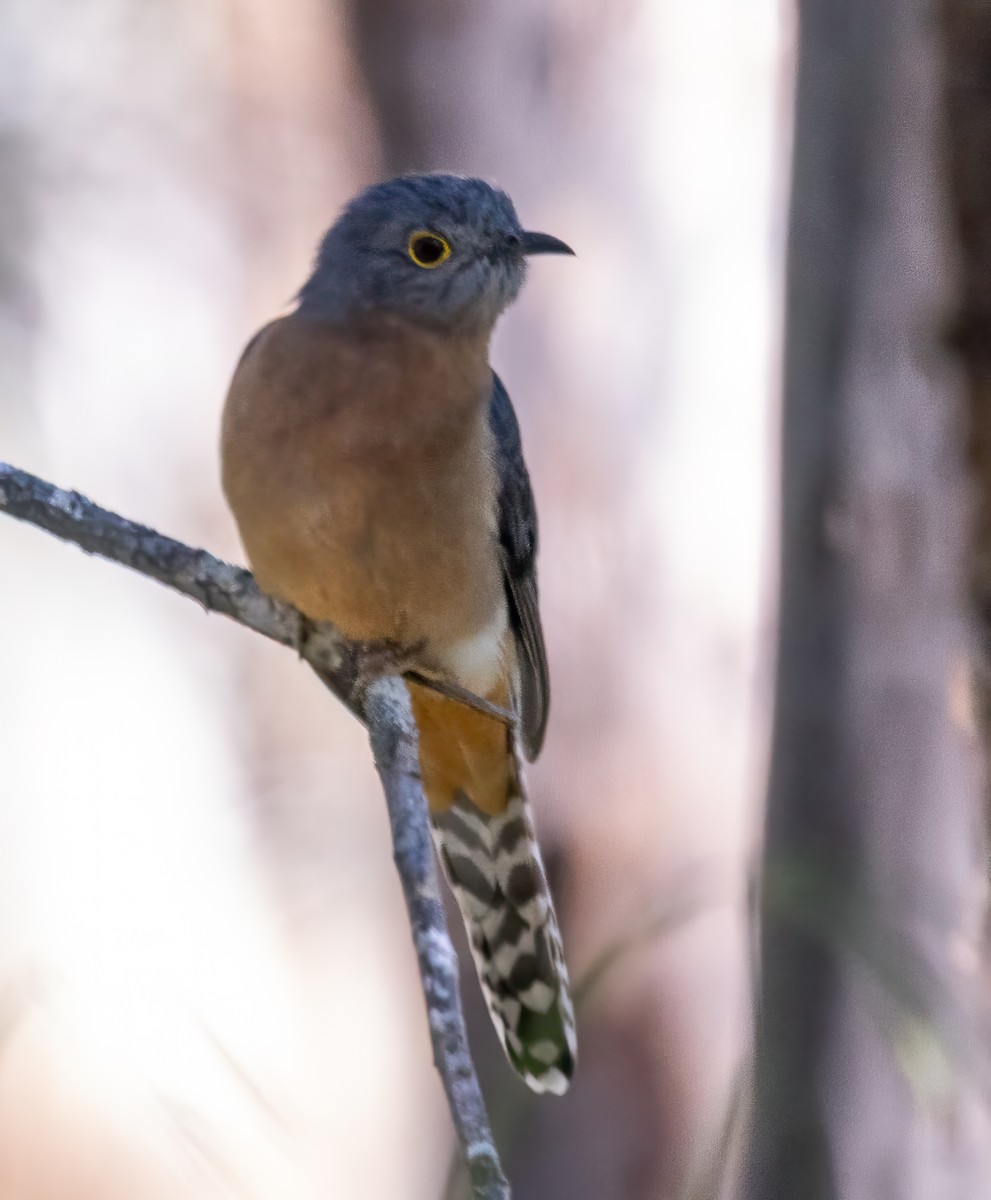 Fan-tailed Cuckoo - ML620666076