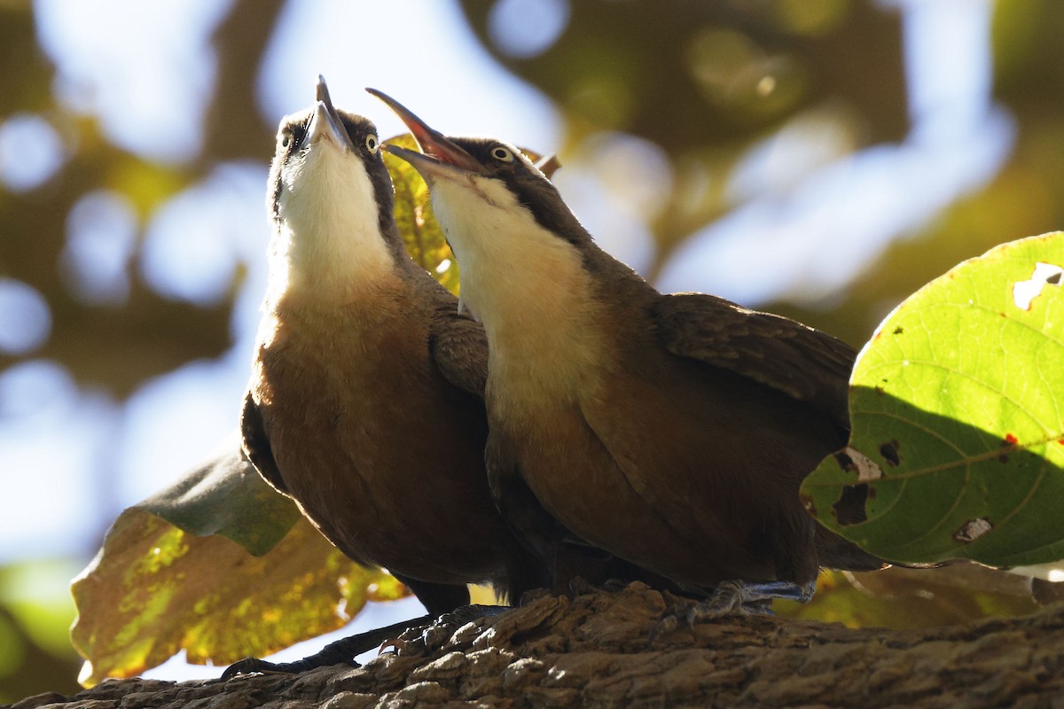 Gray-crowned Babbler - ML620666078