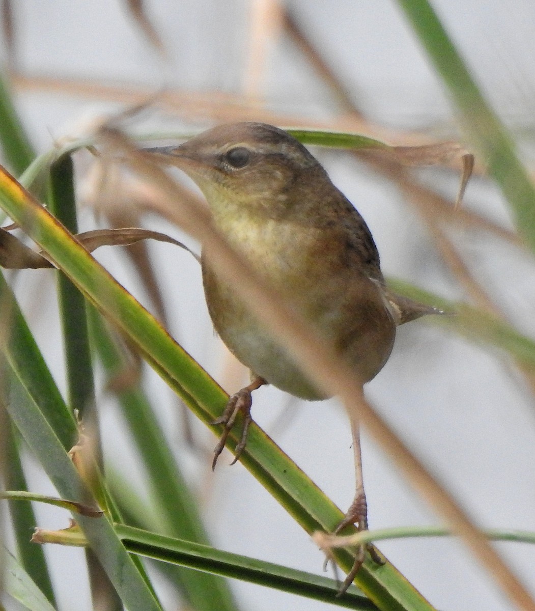 Pallas's Grasshopper Warbler - ML620666079