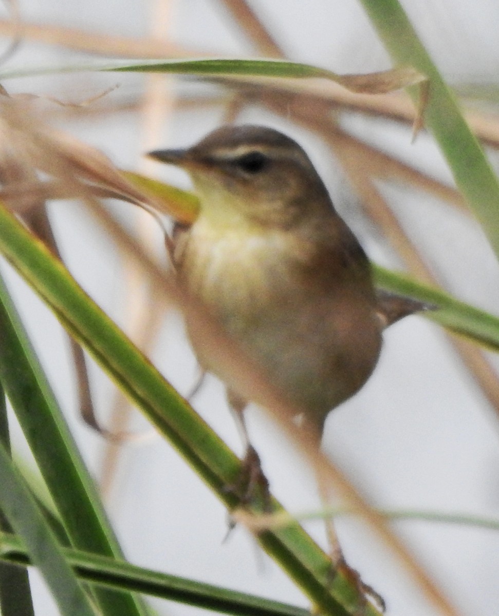 Pallas's Grasshopper Warbler - ML620666080