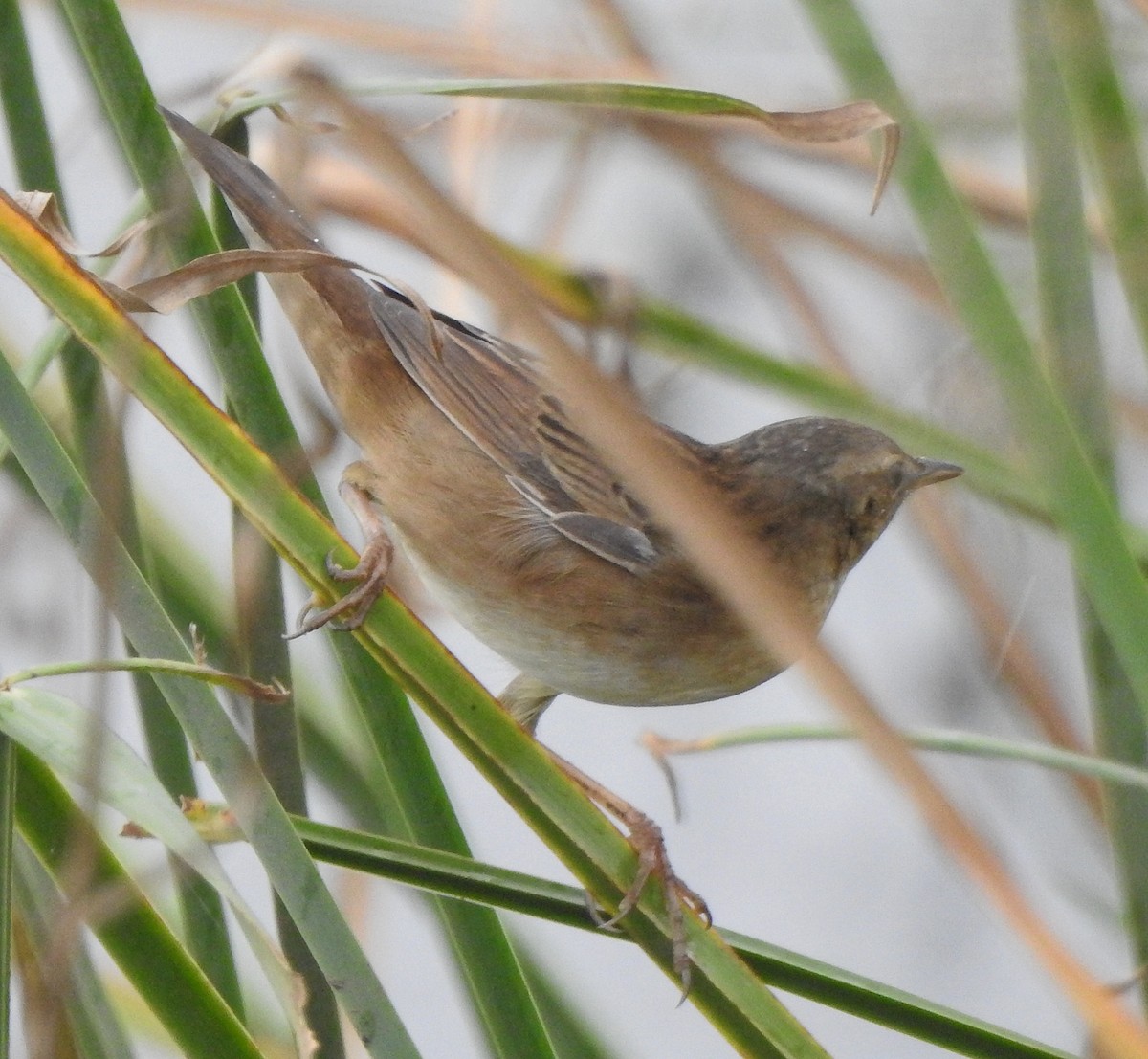 Pallas's Grasshopper Warbler - ML620666081