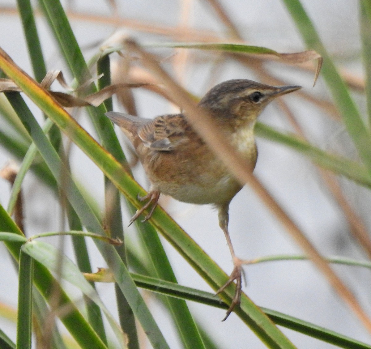 Pallas's Grasshopper Warbler - ML620666084