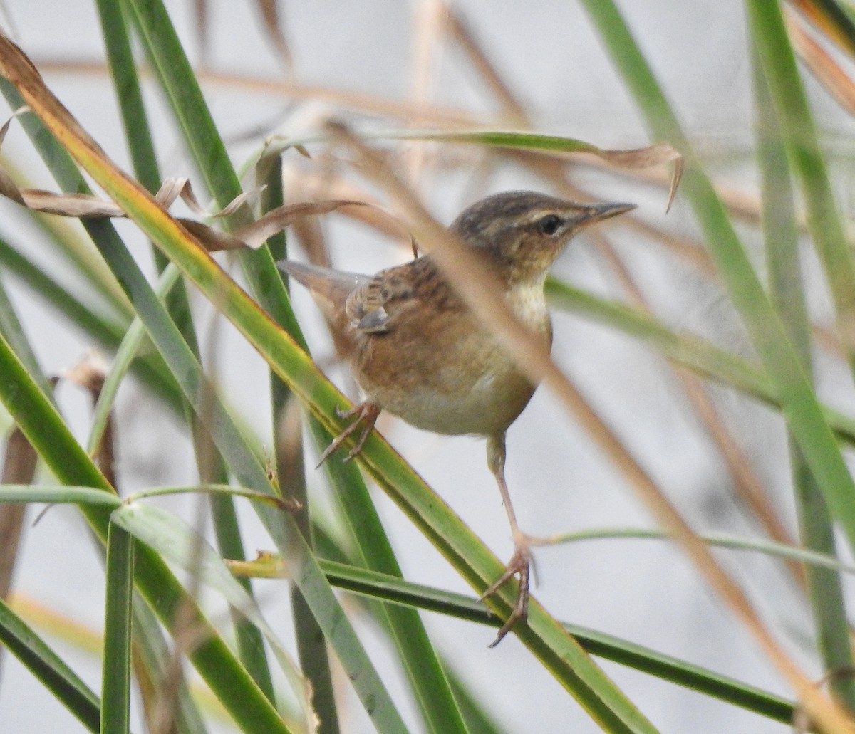 Pallas's Grasshopper Warbler - ML620666085