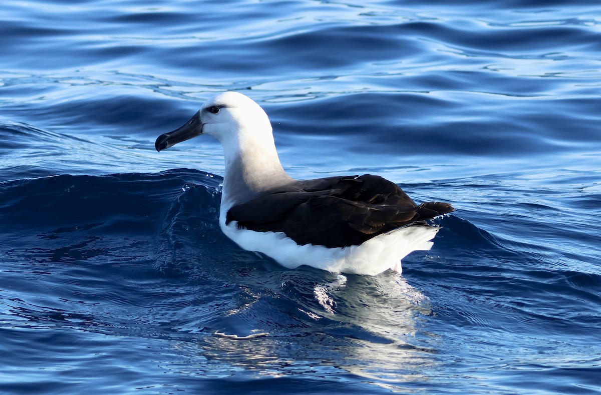 Albatros à sourcils noirs - ML620666086