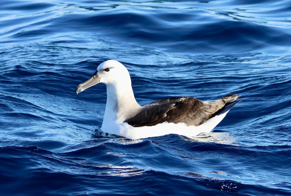 albatros černobrvý - ML620666087