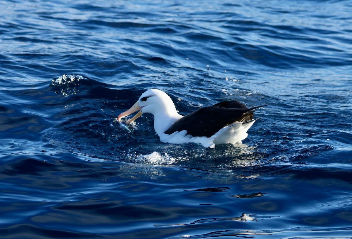 Albatros à sourcils noirs - ML620666088