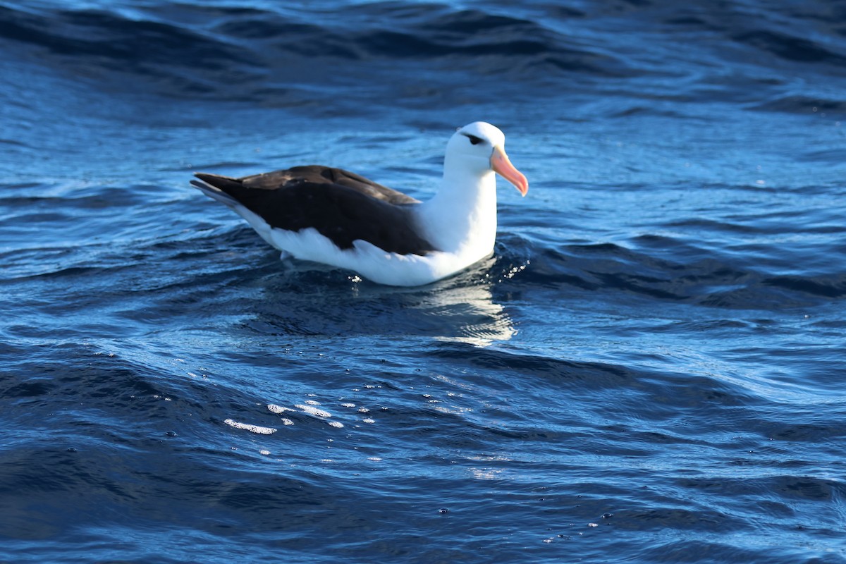 Albatros à sourcils noirs - ML620666089