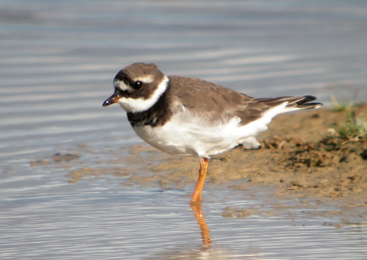 Common Ringed Plover - ML620666096